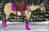 Horse Color:Buckskin Dun