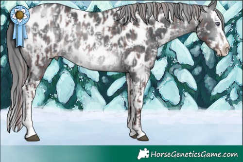 Horse Color:Chocolate Brown Chinchilla Mushroom Sabino Splash Appaloosa  and Brown Chinchilla Mushroom Sabino Splash Appaloosa 