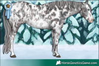 Horse Color:Chocolate Brown Chinchilla Mushroom Sabino Splash Appaloosa  and Brown Chinchilla Mushroom Sabino Splash Appaloosa 