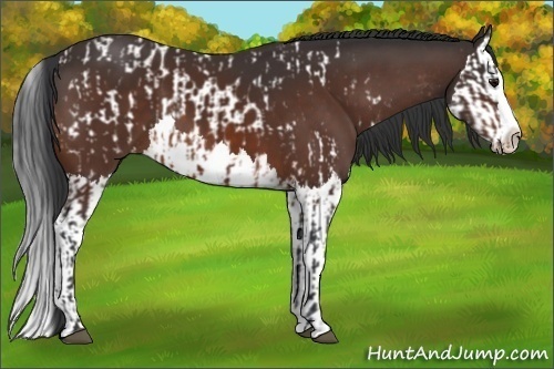 Horse Color:Bay Sabino Splash Appaloosa  and Bay Sabino Splash 