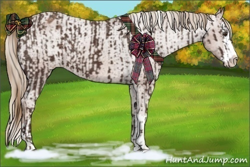 Horse Color:Liver Chestnut Sabino Splash Appaloosa and Chestnut Sabino Splash Appaloosa