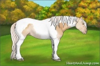 Horse Color:Silver Amber Champagne Tobiano 