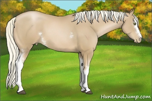 Horse Color:White Spotted Chestnut Pearl 