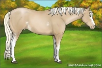 Horse Color:White Spotted Chestnut Pearl