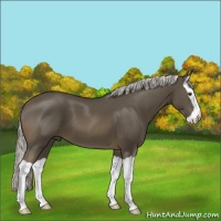 Horse Color:Liver Chestnut Mushroom Splash 