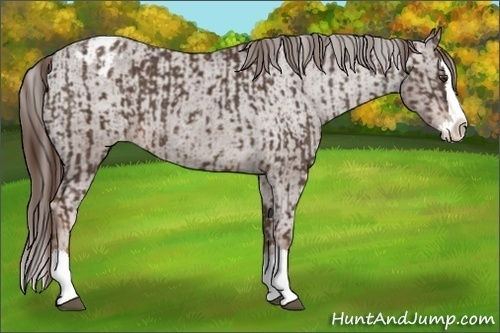 Horse Color:Liver Chestnut Sabino Splash Appaloosa and Liver Chestnut Sabino Splash Appaloosa