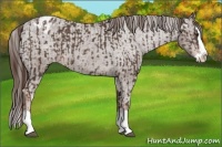 Horse Color:Liver Chestnut Sabino Splash Varnish  and Liver Chestnut Sabino Splash Varnish 