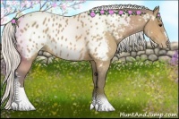 Horse Color:Silver Buckskin Appaloosa