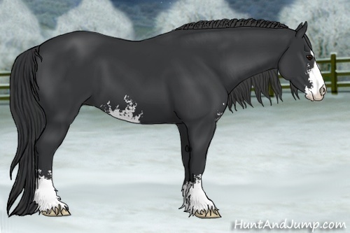 Horse Color:Black Sabino 