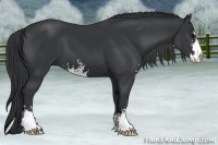 Horse Color:Black Sabino