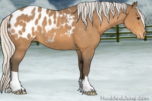 Horse Color:Silver Buckskin Blanket 