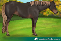 Horse Color:Liver Chestnut 