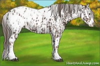 Horse Color:Liver Chestnut Sabino Splash Appaloosa  and Liver Chestnut Sabino Splash Appaloosa 