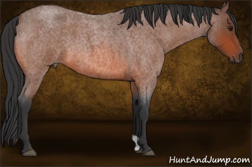 Horse Color:Bay Roan 