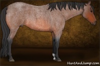 Horse Color:Bay Roan