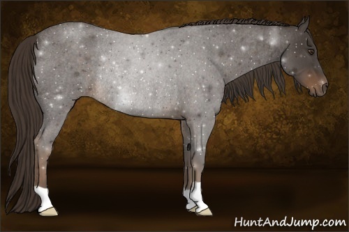 Horse Color:Liver Red Roan Rabicano