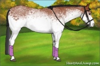 Horse Color:White Spotted Bay Rabicano