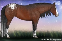 Horse Color:Brown Sabino Splash Appaloosa  and Brown Sabino Splash Appaloosa 