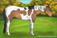 Horse Color:Buckskin Tobiano 