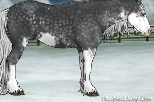 Horse Color:Silver Black Chinchilla Sabino 