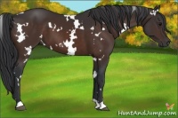 Horse Color:White Spotted Brown 