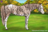 Horse Color:Liver Chestnut Sabino Splash Varnish  and Gold Champagne Sabino Splash Varnish 