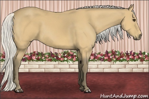 Horse Color:Silver Buckskin 