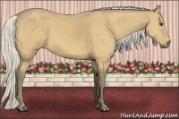 Horse Color:Silver Buckskin