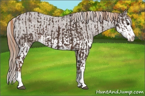 Horse Color:Liver Chestnut Sabino Splash Varnish  and Liver Chestnut Sabino Splash Varnish 