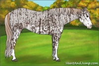 Horse Color:Liver Chestnut Sabino Splash Varnish  and Liver Chestnut Sabino Splash Varnish 