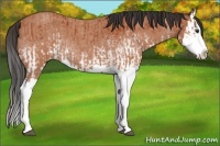 Horse Color:White Spotted Bay Splash  and Bay Roan Splash 
