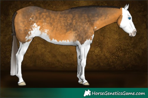 Horse Color:Buckskin Sabino Splash 