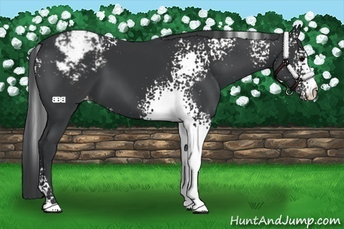 Horse Color:White Spotted Black Varnish