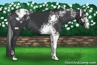 Horse Color:White Spotted Black Varnish