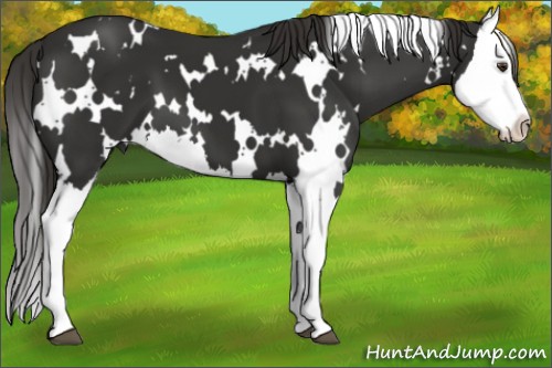Horse Color:White Spotted Liver Chestnut Splash 