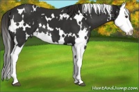 Horse Color:White Spotted Liver Chestnut Splash 