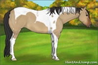 Horse Color:Bay Dun Tobiano