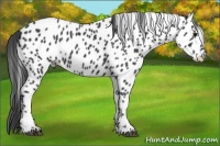 Horse Color:Black Appaloosa