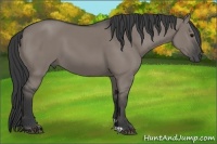 Horse Color:Grullo