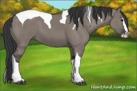 Horse Color:Grullo Splash Tobiano