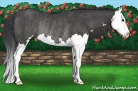 Horse Color:Smoky Black Sabino Splash Rabicano 