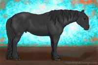 Horse Color:Black 