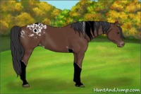 Horse Color:Bay Tobiano Appaloosa 