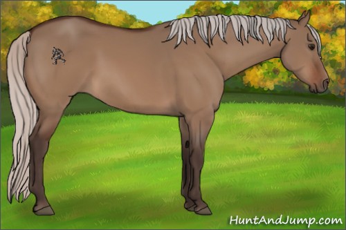Horse Color:Silver Brown Dun 