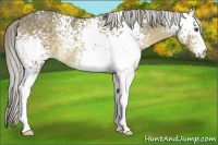 Horse Color:White Spotted Chocolate Palomino Rabicano
