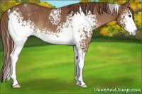 Horse Color:White Spotted Chestnut Rabicano 