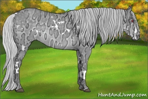 Horse Color:White Spotted Silver Grullo Chinchilla Ice