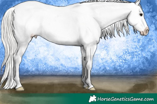 Horse Color:Silver Brown Appaloosa 
