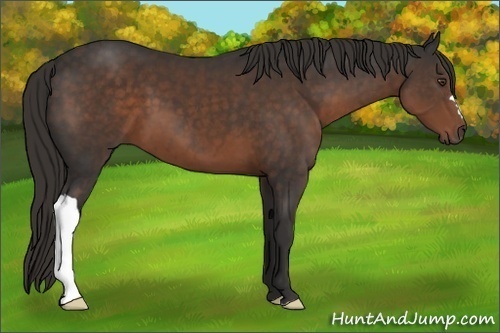 Horse Color:Liver Chestnut 