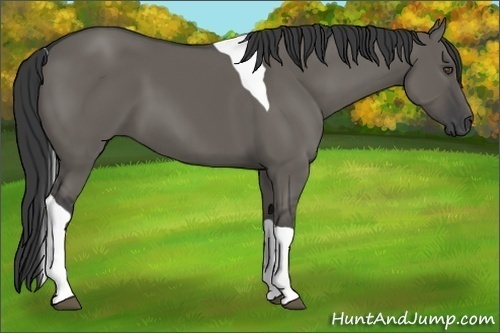 Horse Color:Grullo Tobiano